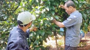 Ở vùng trung du mỗi nhà có vài chục cây măng cụt, ung dung mỗi năm bỏ túi 50 triệu đồng