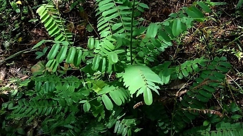 Hình ảnh cây Mú Từn