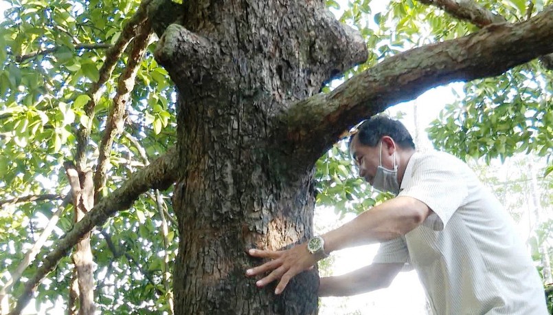 Những cây măng cụt có tuổi trên chục năm, thu hàng tạ quả mỗi vụ.