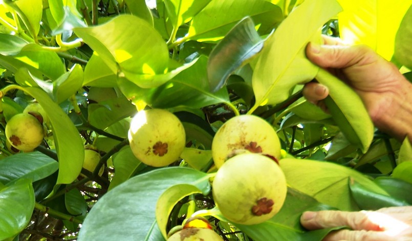 mỗi năm, doanh thu toàn huyện từ loại cây trồng này khoảng 30 tỷ đồng