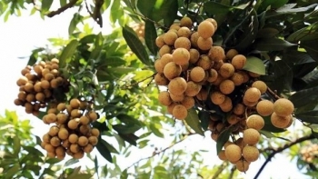 Nhãn mất mùa sản lượng thấp kỷ lục "thủ phủ" nhãn lồng Hưng Yên còn "méo mặt" vì giá rẻ