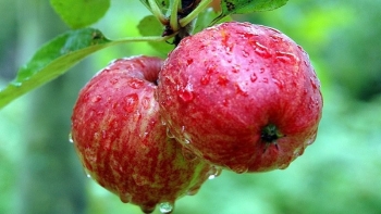 5 loại quả là thuốc giảm cân tự nhiên