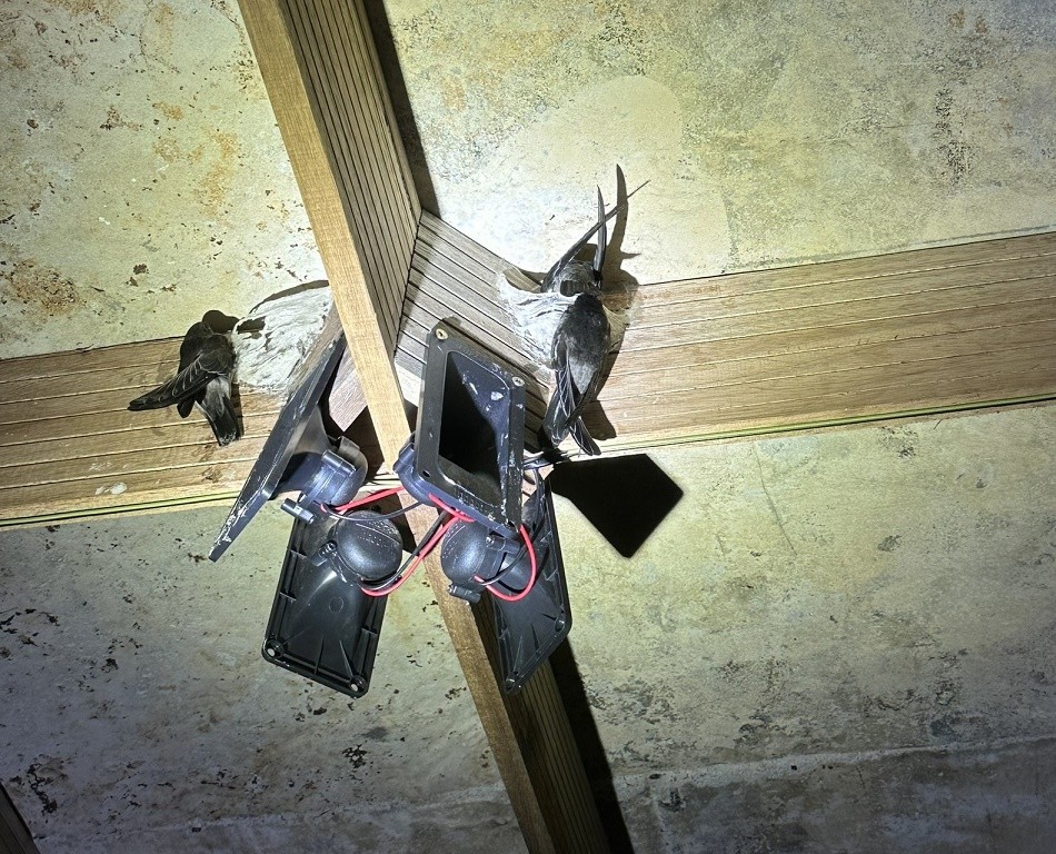 Triển vọng mô hình nuôi chim yến theo hợp tác xã