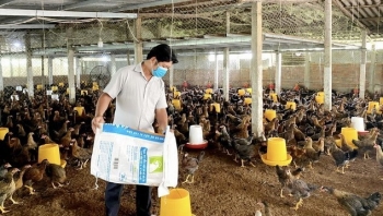 Sinh ra ở đất võ lại học nghề may thất bại với kim chỉ bất ngờ thu tiền tỷ từ nuôi gà