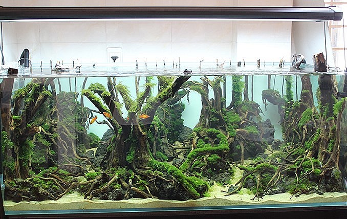Bể cá thủy sinh là một thế giới tự nhiên thu nhỏ. Bể cá thủy sinh là một thế giới tự nhiên thu nhỏ.