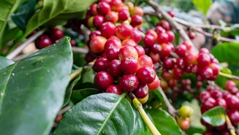 Giá nông sản hôm nay 19/8: Cà phê giảm mạnh tụt dưới mốc 64.000 đồng/kg, hồ tiêu không giữ được đỉnh cũ