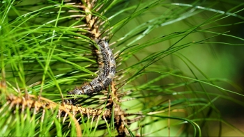 Sau khi bị đàn sâu róm tàn phá, hơn 2000 ha rừng thông ở Hà Tĩnh còn lại gì?