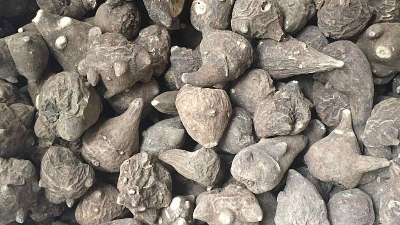 ấu tẩu là một loại cây phổ biến ở các tỉnh phía Bắc Việt Nam, đặc biệt là vùng cao Hà Giang 