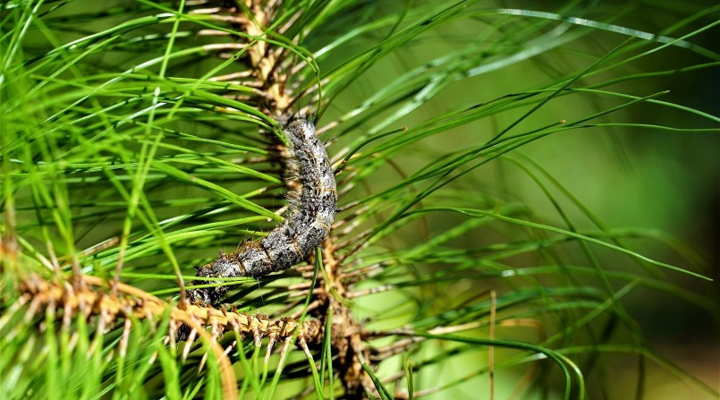 Sâu róm xuất hiện với mật độ dày đặc, 10-50 con/cây, cá biệt có những nơi lên tới 300-400 con/cây.