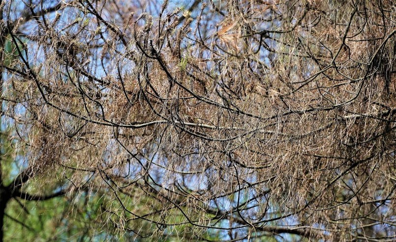 Tại nhiều tiểu khu, sâu róm đã gây trụi lá, khô lá.