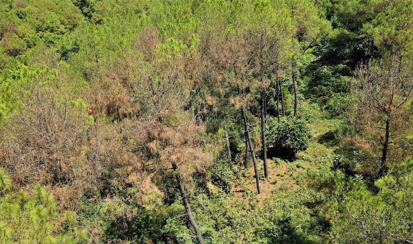 Thậm chí, nhiều vị trí rừng thông đã bị chết.