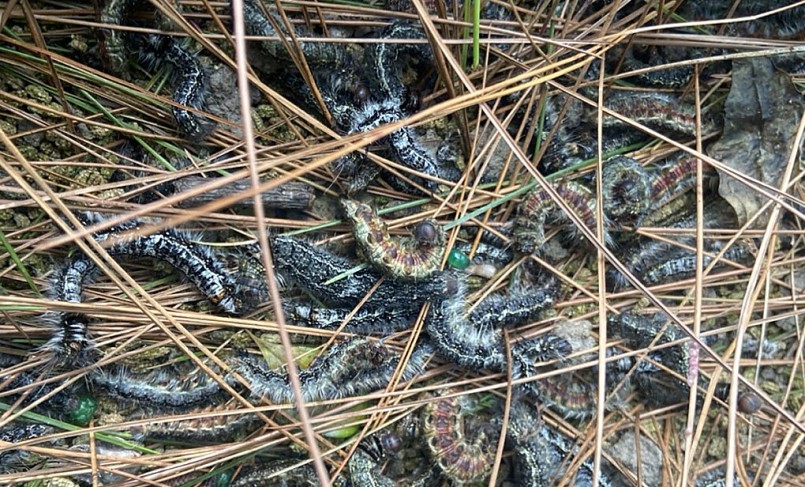 Sâu róm bị chết dưới gốc thông sau khi phun thuốc. 