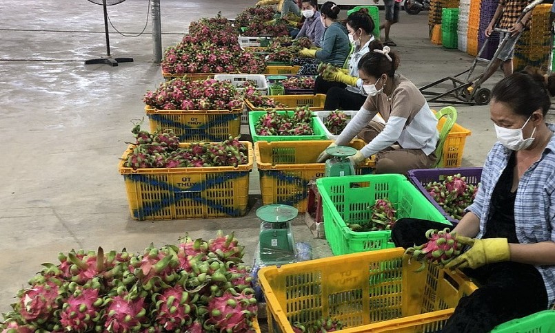 Sơ chế thanh long xuất khẩu tại Tổ hợp tác sản xuất thanh long Liễu Đào của gia đình nông dân Đinh Xuân Đào. 