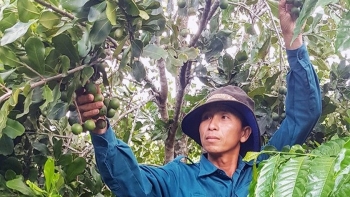 Trồng mắc ca chấp nhận "được ăn cả, ngã về không", bất ngờ thu nhập 130-150 triệu đồng/vụ suốt 50 năm