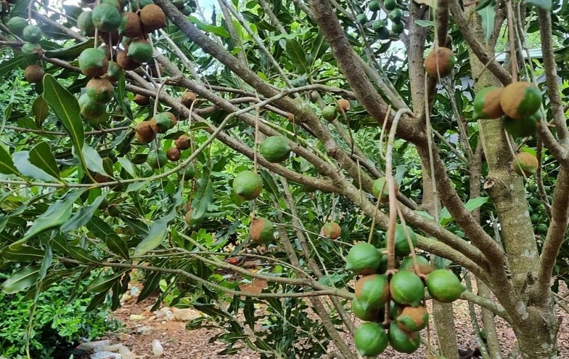 Cây mắc ca có khả năng chịu hạn và chống chịu sâu bệnh tốt, giảm chi phí đầu tư cho nông dân.