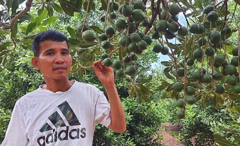 Vườn mắc ca nhà anh Đoàn, trung bình mỗi ha cho thu nhập 130-150 triệu đồng/vụ.