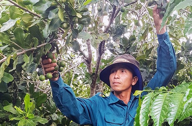 Vườn mắc ca của người dân xã Sơ Pai cho năng suất cao. 