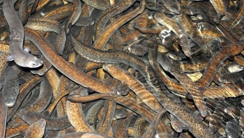 Nuôi loài Mạn lệ ngư trên vùng nước lợ bán gần 1 triệu/kg, dân ven biển Phú Yên đổi đời