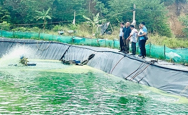 Mô hình nuôi cá chình bông thương phẩm đã được nhân rộng ra nhiều hộ gia đình ở Phú Yên.