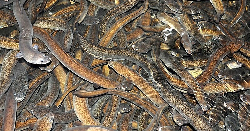 Cá chình bông còn được gọi là Mạn lệ ngư với giá bán 500.000 - 700.000 đồng/kg.