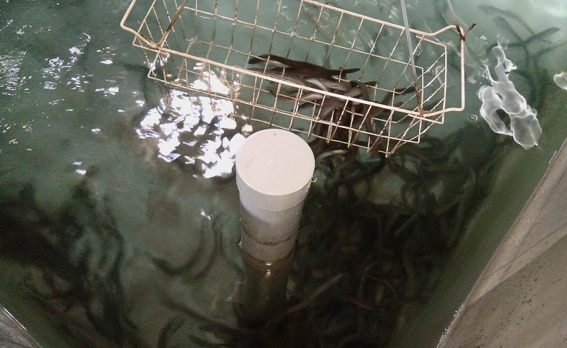 Cá chình bông lúc mới thả giống.