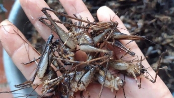 Việt Nam có loài tôm sống trong hang đá, biết leo cây, giá lên đến 500.000 đồng/kg