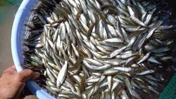 Rộ mùa cá linh non mùa nước nổi vì sao giá cao ngất tới 400 nghìn đồng/kg?