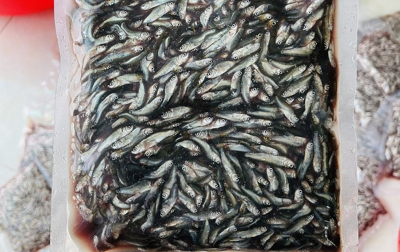 Cá linh non năm nay vẫn còn khan hiếm nên giá đắt đỏ.