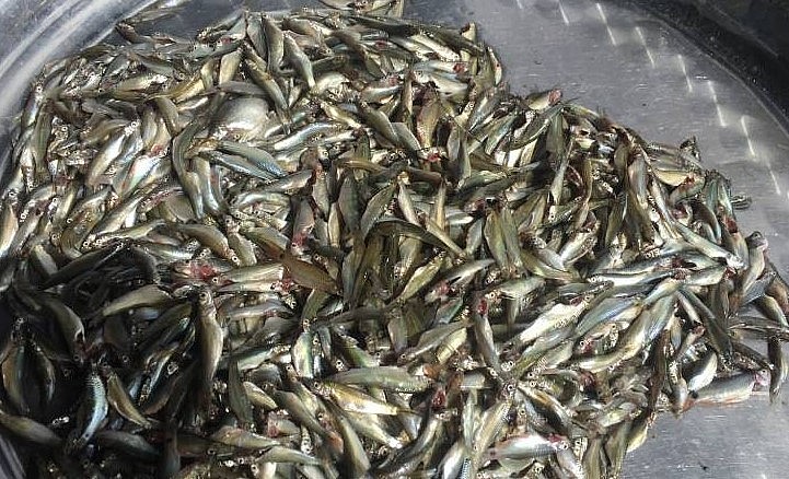 Cá linh non được thu gom tại Tân Châu (An Giang).
