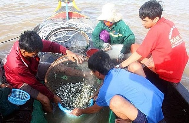 Người dân miền Tây đánh bắt cá linh vào mùa nước nổi.