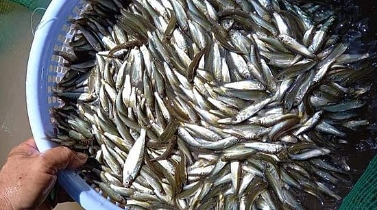 Cá linh non là đặc sản của miền Tây trong mùa nước nổi.