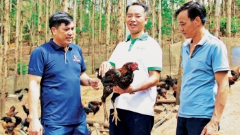 Vùng đồi dốc khô hạn bỗng tìm ra "mỏ vàng lộ thiên" nhờ đàn gà lai chọi