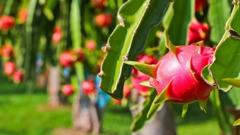 Tìm lại vị thế cho thanh long từ vườn tới chợ bằng giải pháp nâng chất liên kết sản xuất