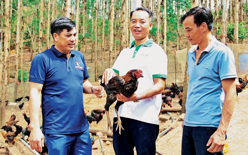 Anh Nguyễn Hữu Quý (giữa) có thu nhập gần 3 tỷ đồng mỗi năm nhờ nuôi gà lai chọi. Anh Nguyễn Hữu Quý (giữa) có thu nhập gần 3 tỷ đồng mỗi năm nhờ nuôi gà lai chọi.