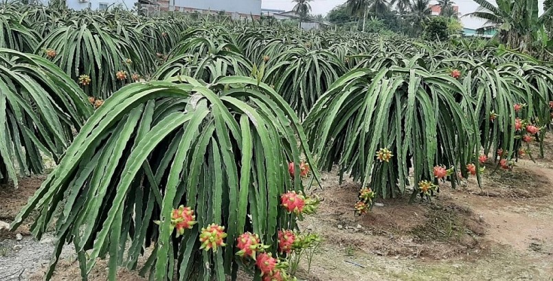 đầu ra trái thanh long chưa ổn định, chất lượng trái chưa cao