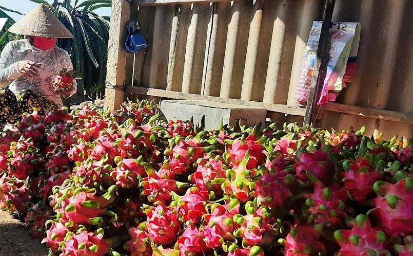 Thanh long ruột đỏ loại tốt có thời điểm chỉ bán được giá 3.000 đồng/kg.