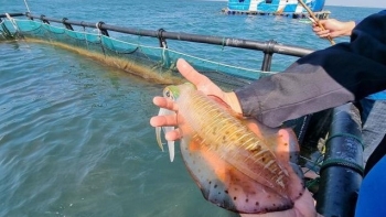 Người đầu tiên nuôi mực thành công, chỉ một lồng nuôi mỗi năm thu lợi nhuận 1 tỷ đồng