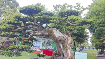 Sức nóng tại triển lãm sinh vật cảnh miền Trung - Tây Nguyên, nơi những siêu phẩm đua tranh trên Đất Võ