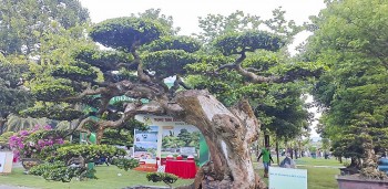 Sức nóng tại triển lãm sinh vật cảnh miền Trung - Tây Nguyên, nơi những siêu phẩm đua tranh trên Đất Võ