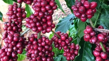 Giá nông sản hôm nay 20/8: Cà phê trong tuần bốc hơi 3.000 đồng/kg, hồ tiêu cũng lao dốc về đáy 69.000 đồng/kg