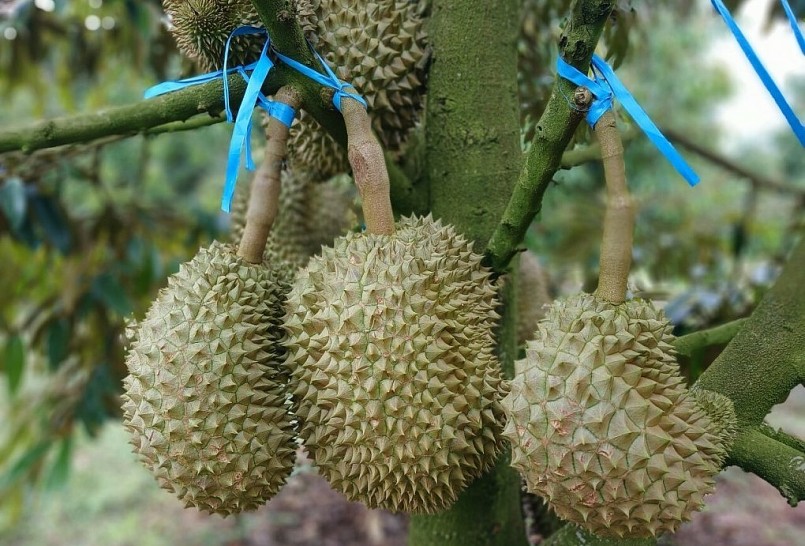 Vườn sầu riêng của Công ty Bầu Đức mỗi cây đang cho thu hoạch 40-70kg.