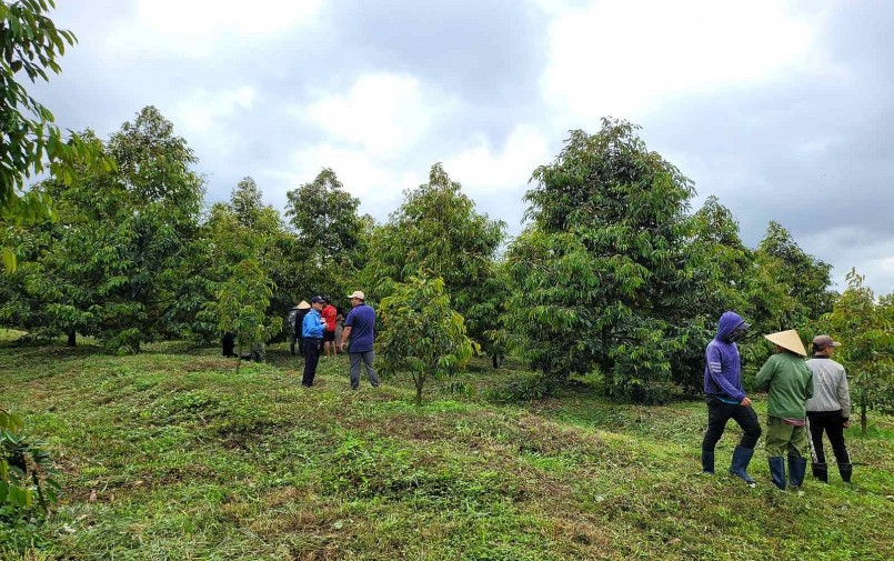 Bầu Đức dự tính trong 5 năm tới, mỗi năm sẽ trồng thêm 200 hecta để đưa diện tích lên khoảng 2.000 hecta.