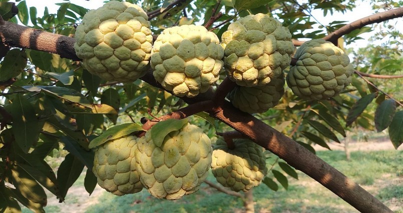 đến tháng 8-2023, diện tích trồng na trên địa bàn huyện Chi Lăng gần 2.500ha