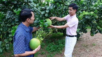 Ở xứ vải Lục Ngạn có một nông dân đi trồng bưởi mỗi năm lãi 3 tỷ đồng, khách lũ lượt vào ngắm cảnh