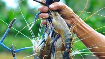 Độc lạ đi câu tôm càng xanh nướng ăn tại hồ, khách ngoại cũng hiếu kỳ tập làm cần thủ