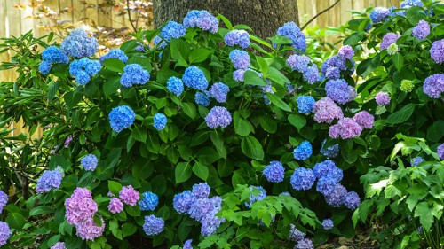 Trồng cẩm tú cầu vào mùa thu, thường xuyên cho ăn “món ăn vặt” này hoa nở to bằng cái bát