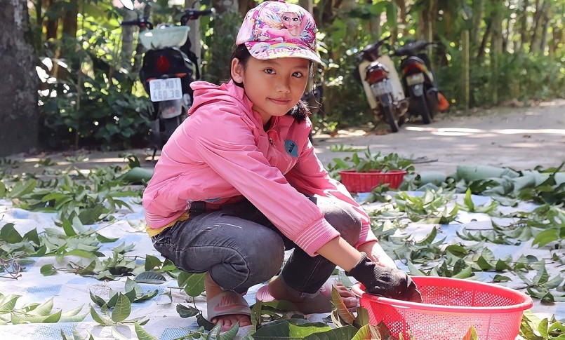 Các em nhỏ cũng tranh thủ kỳ nghỉ hè để đi nhặt trám.