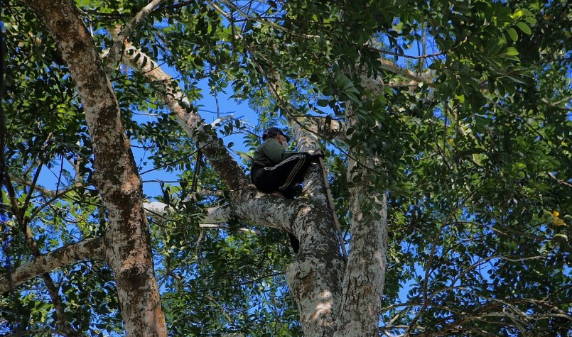 Nghề hái trám thuê khá vất vả nhưng cho thu nhập tiền triệu mỗi ngày.