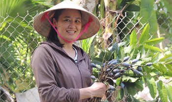 Về "thủ phủ" trám đen Ninh Sơn, quả dân dã nay lên đời đặc sản cho thu nhập vài chục triệu mỗi vụ