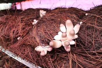 Nhiều lần khởi nghiệp thất bại, chuyển sang trồng nấm rơm thu lãi 500.000 triệu/năm